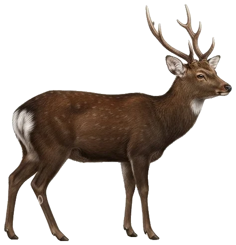 Jeleń sika
