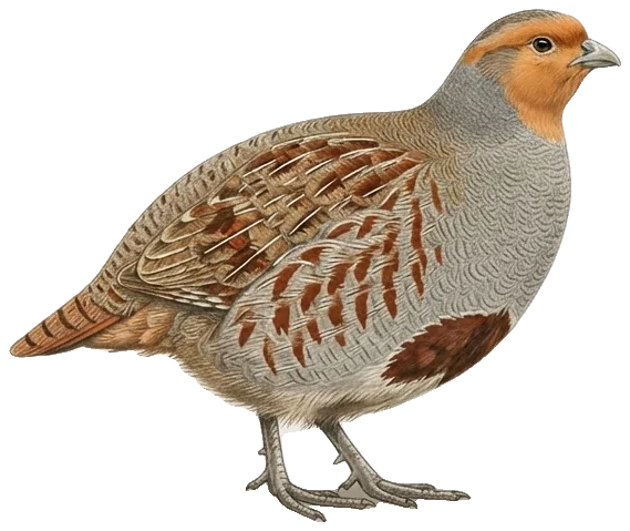 Kuropatwa